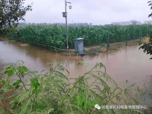 基地管理中心全力打好防汛抗灾攻坚战 防洪除涝设施管理筑牢安全防线